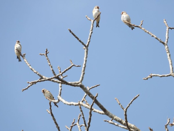 रेसुङ्गा र मदाने दुर्लभ चराको वासस्थान    