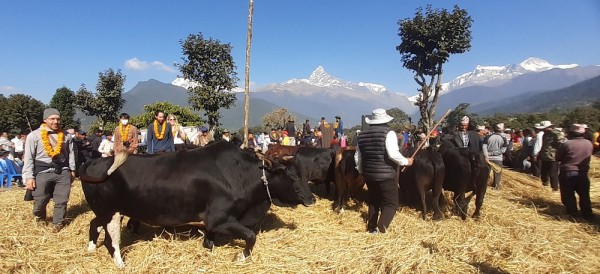 महोत्सवले पर्यटन प्रवर्द्धनसँगै अर्थतन्त्र चलायमान   