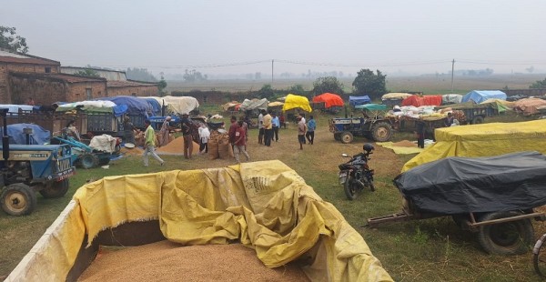 धान बेच्न किसान रातभर लाइनमा, सरकारी खरिद केन्द्रमा भीड   