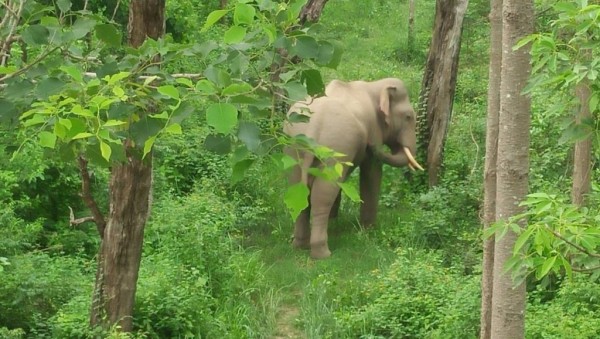 जङ्गली ध्रुवे हात्तीलाई नियन्त्रणमा लिन टोली परिचालन