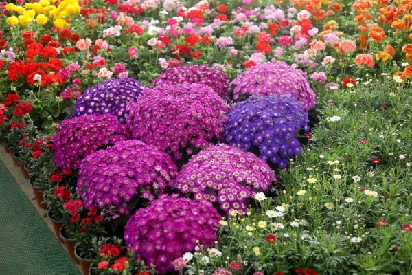 काठमाडौँमा २७ औँ ‘फ्लोरा एक्स्पो’ शुरु