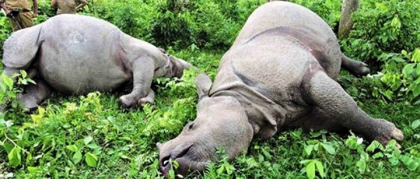 एक वर्षमा ८३ वटा  वन्यजन्तु मरे   