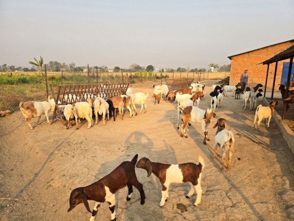 विदेशबाट फर्किएका युवा बाख्रापालन व्यवसायमा संलग्न        
