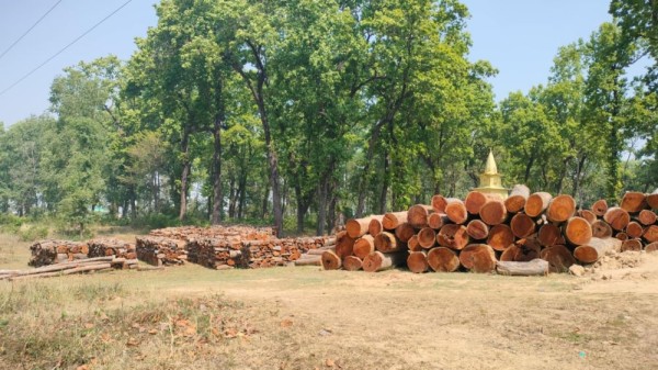 नीति अभावले करोडौँको काठ वनमै कुहिँदै        