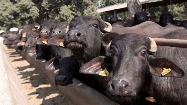 भोजपुर हतुवागढी : अनुदानमा भैँसी वितरणले किसान उत्साहित