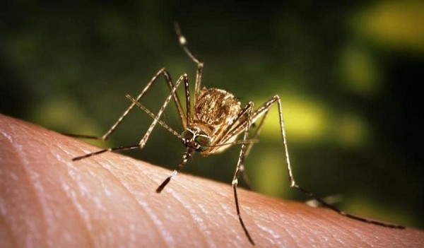 जापानीज इन्सेफ्लाइटिसबाट तीनको मृत्यु, नौ जनामा डेङ्गी सङ्क्रमण पुष्टि