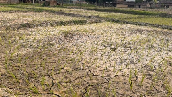 पानी नपर्दा सुक्न थाल्यो धान, चिन्तामा किसान        