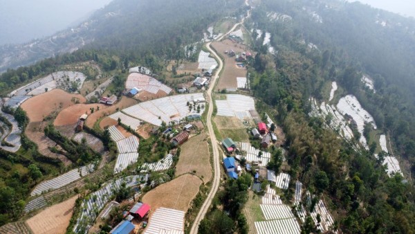 पौवादुङमाको पाँच सय हेक्टरमा अकबरे खुर्सानी खेती        