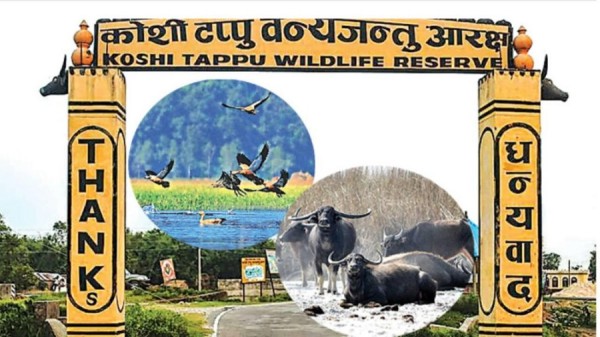 कोशी टप्पुमा पर्यटकको सङ्ख्या वृद्धि