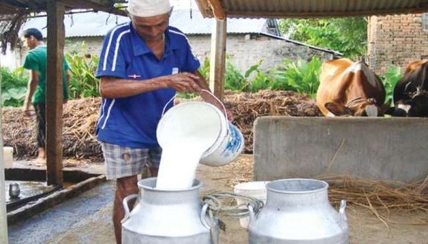 दुग्ध उत्पादक किसानले ५५ करोड भूक्तानी पाएनन्