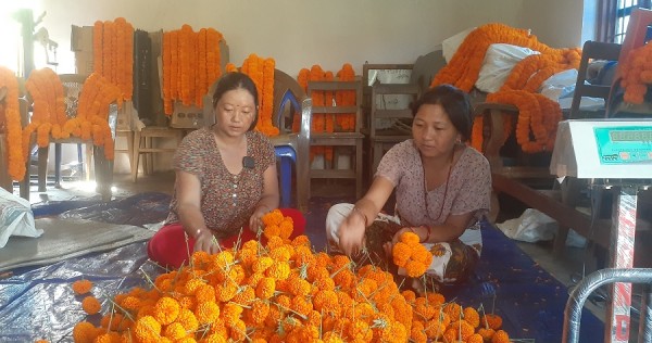 सयपत्री फूलको माग धान्न धौ-धौ