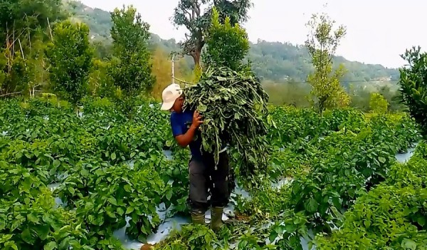 हुरीले अकबरे खुर्सानीमा क्षति पुर्‍याएपछि किसान चिन्तित   