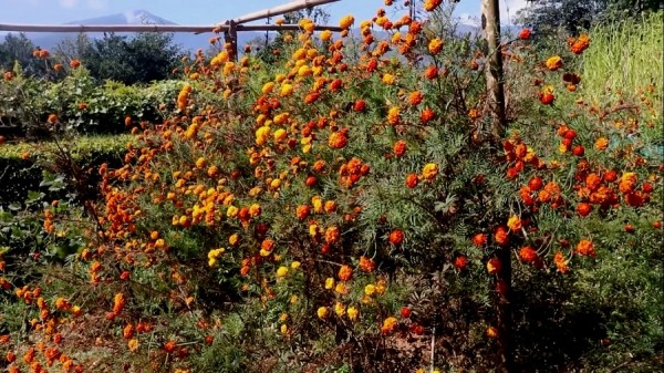 भोजपुरमा फूल उत्पादन घट्यो, माग उच्च