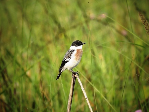 शुक्लाफाँटामा विश्वकै दुर्लभ १९ प्रजातिका चरा   