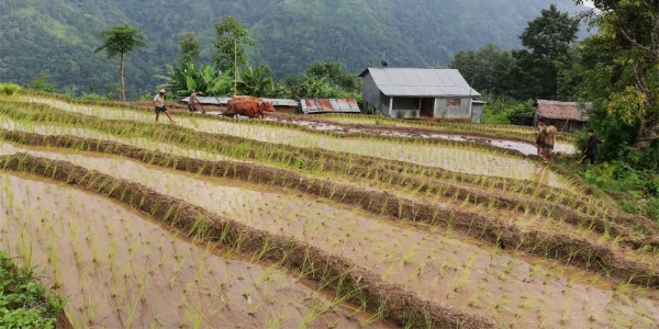 सिँचाइ अभाव हुँदा आकासे पानीको भरमा इलामका किसान        