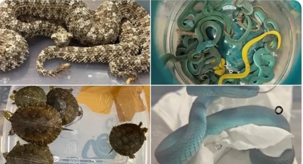 भारत जाने विमानमा फेरि सर्प भेटियो      