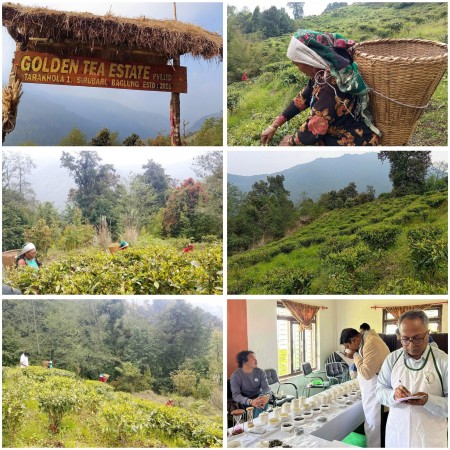 ताराखोलाको चिया मुलुककै उत्कृष्ट