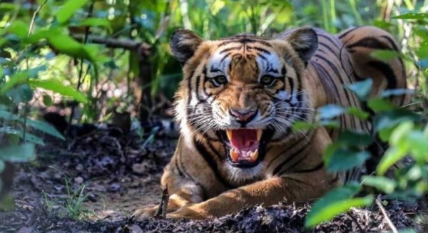 बाघको संख्या बढेसँगै संरक्षणमा चुनौती