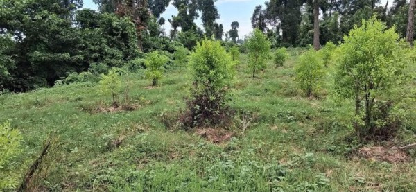 उत्पादनमुखी वृक्षरोपणले बदलिँदै कैलालीका सामुदायिक वन   