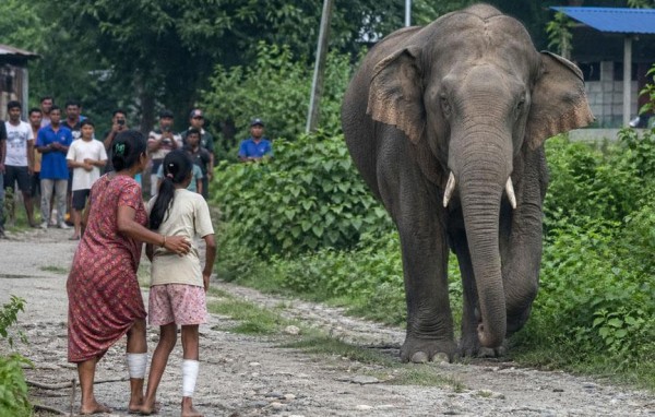 झापामा जंगली हात्तीको आक्रमणबाट दुई जनाको मृत्यु