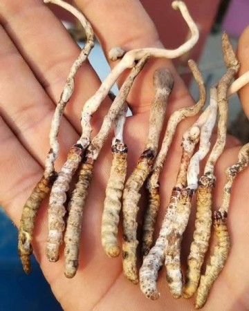 पाल्पाको रिमिघा लेकमा यार्सागुम्बा फेला पर्यो !