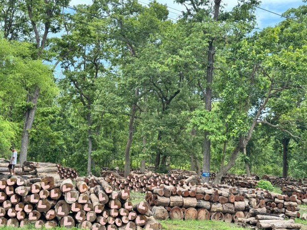 घाटगद्दीमै थन्कियो एक लाख क्यूफिटभन्दा बढी काठ        