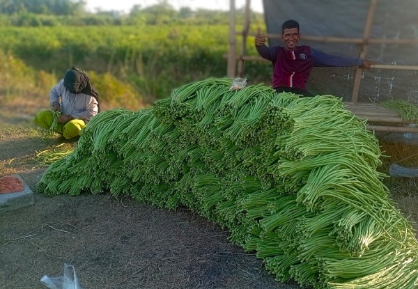 एउटै किसानले फलाउँछन् दैनिक ५०० केजी बोडी   