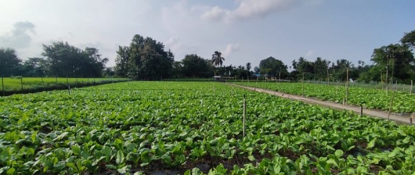 देउकुमारको कृषि फार्ममा तीस लाखको रायोको साग