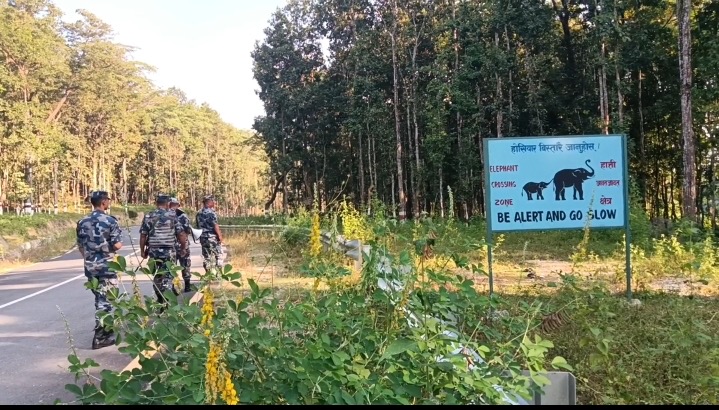 किसानलाई हात्तीबाट धानबाली जोगाउने चिन्ता   