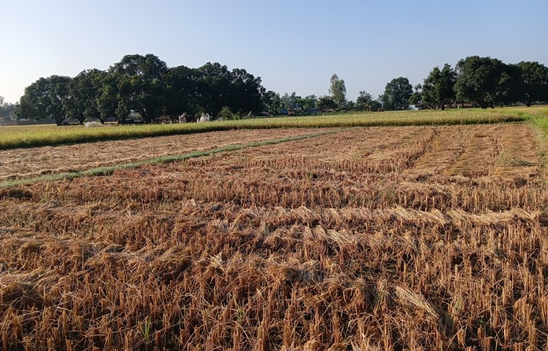 दसैँको सँघारमा किसानलाई धान भित्र्याउने चटारो   