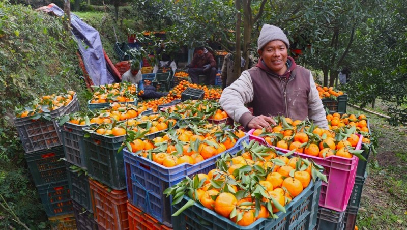 म्याग्दीको दोसल्लेबाट यसवर्ष दुई करोड मूल्य बराबरको सुन्तला बिक्री