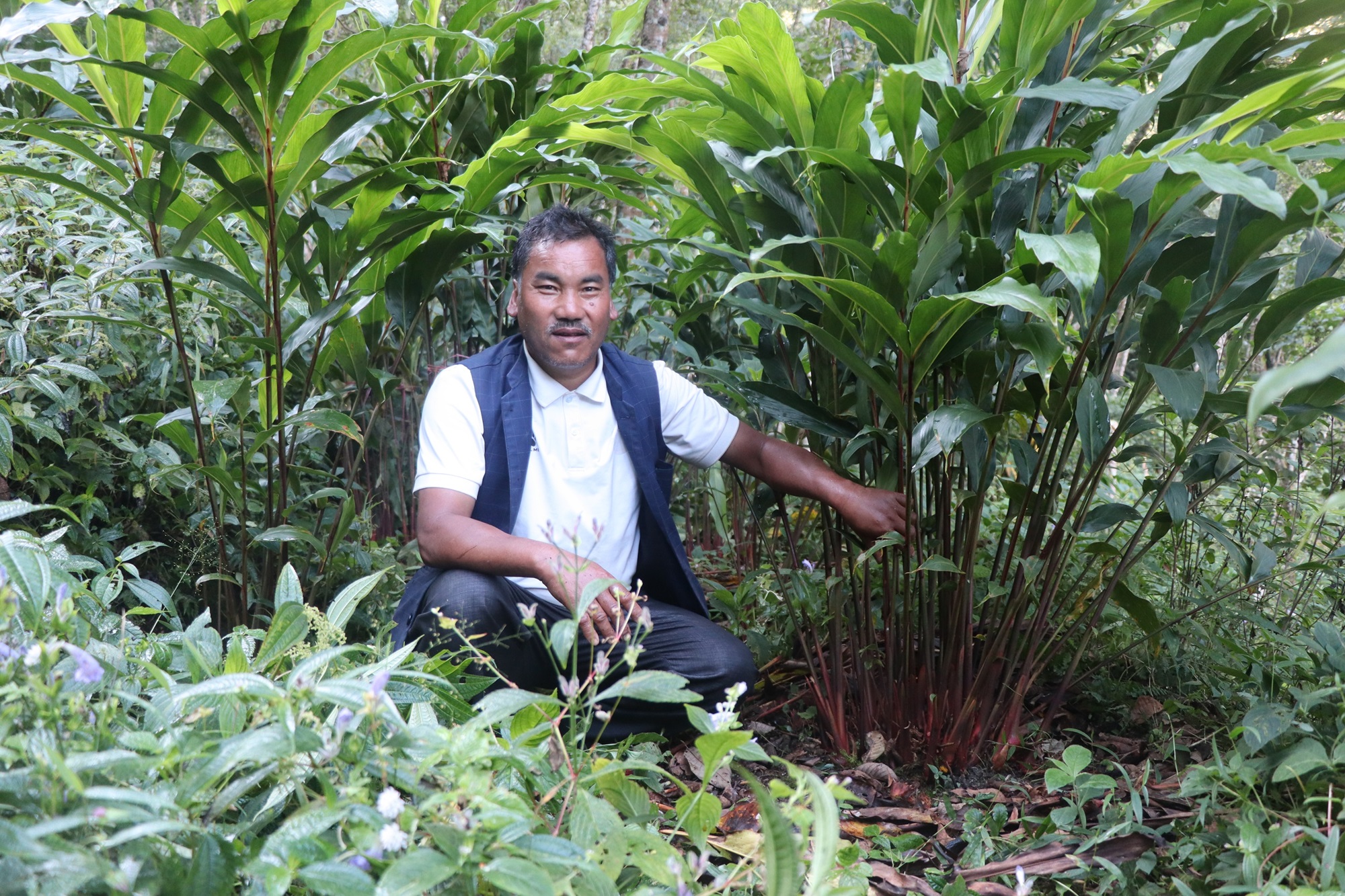 म्याग्दीमा व्यावसायिक अलैँची खेतीको परीक्षण सफल   