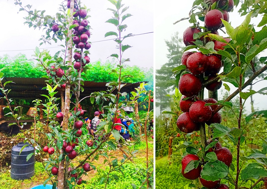 बागलुङका एकजना जनप्रतिनिधि व्यावसायिक स्याउखेतीमा रमाउँदै