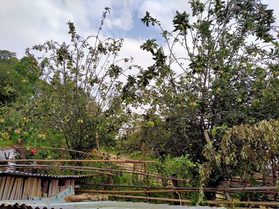 स्याङ्जाको चराङमा फल्यो स्याउ