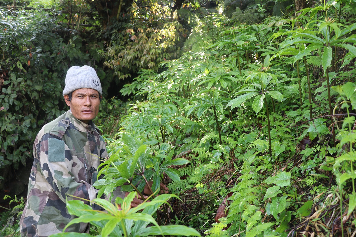 धवलागिरिको माकुसका किसान व्यावसायिक जडीबुटीखेतीमा आकर्षित   