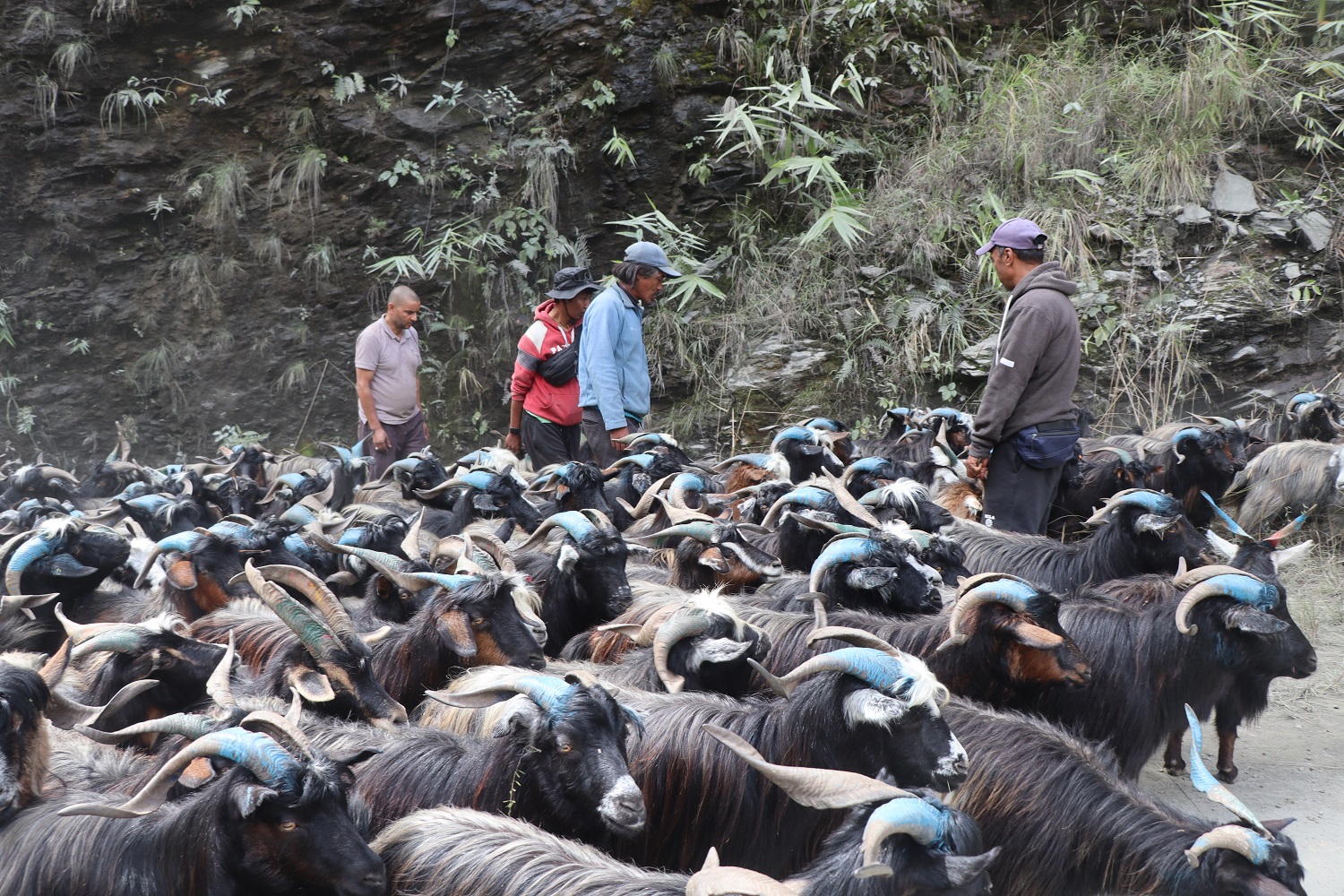 रेशमी मार्गको विरासत धानेको च्याङ्ग्रा व्यापार   
