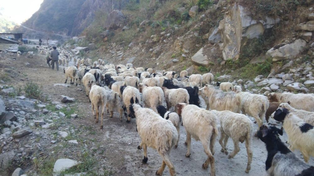 भिरमा अल्झिएको भेडागोठालाको जीवन        