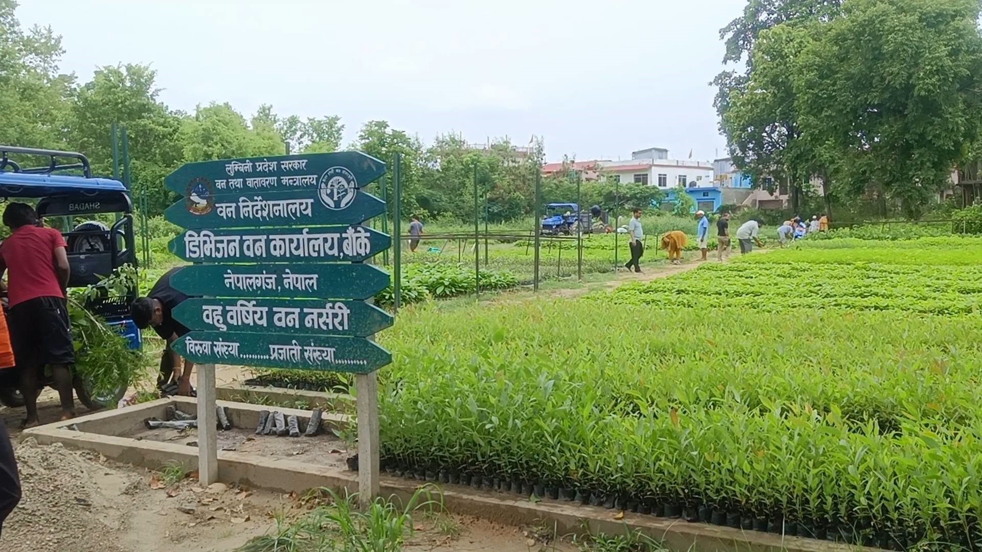 हरियाली प्रवर्द्धन गर्न छ लाख बिरुवा वितरण   