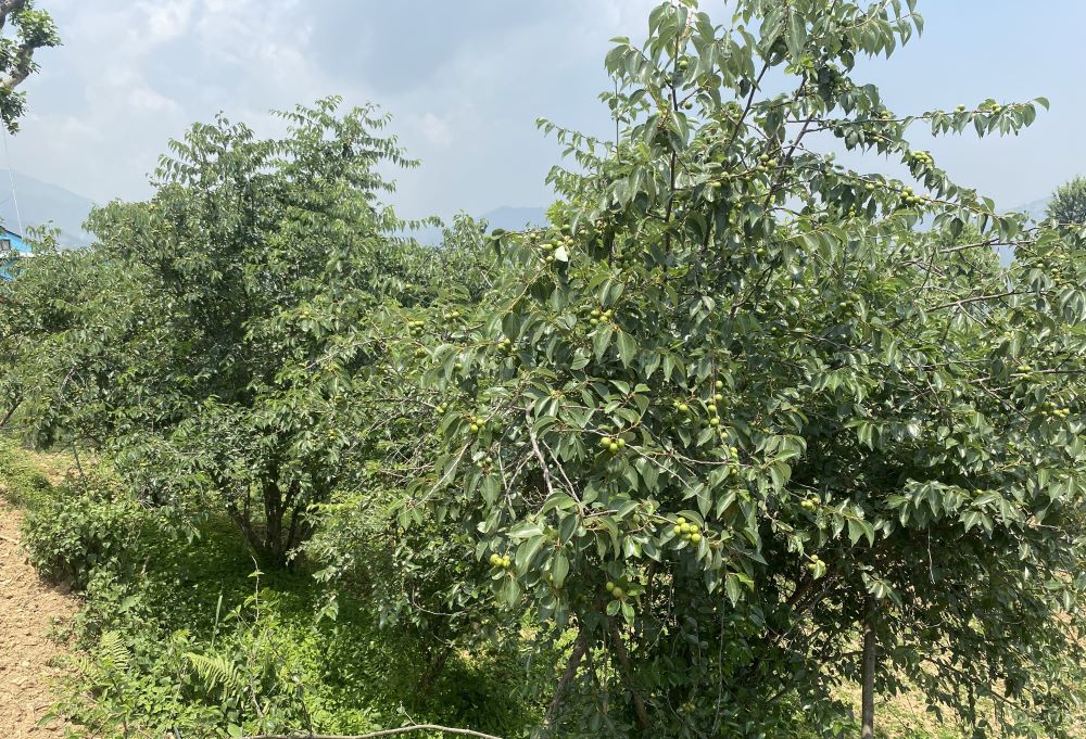 बुद्धचित्तको गुणस्तर खस्कनेमा किसानको चिन्ता        