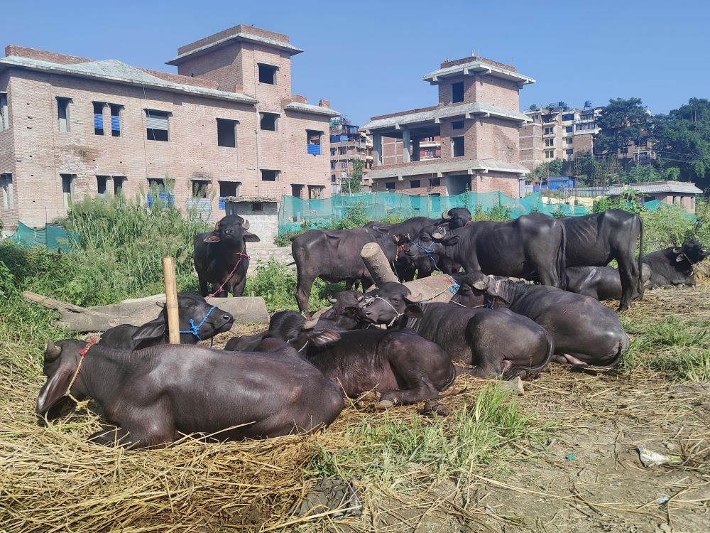 भक्तपुरमा राँगाको व्यापार घट्दै, परम्परासँगै जोडिएको गुणबहादुरहरूको जीविकामा चुनौती