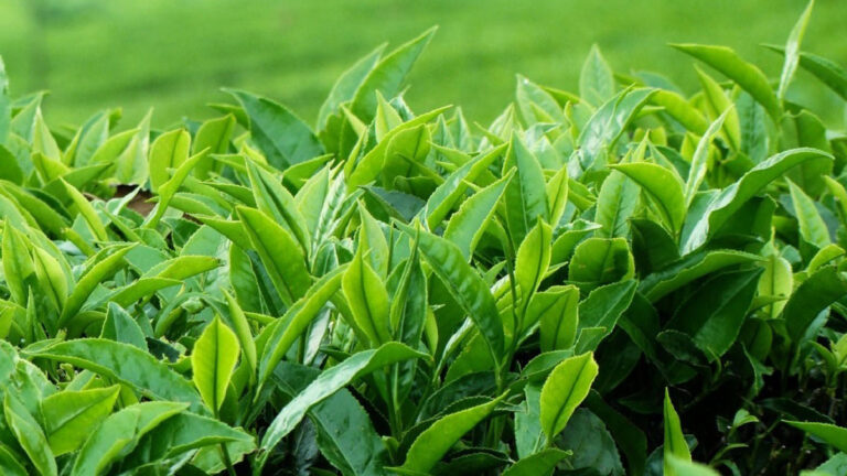 भोजपुरका किसान व्यवसायिक चिया खेतीमा आकर्षित