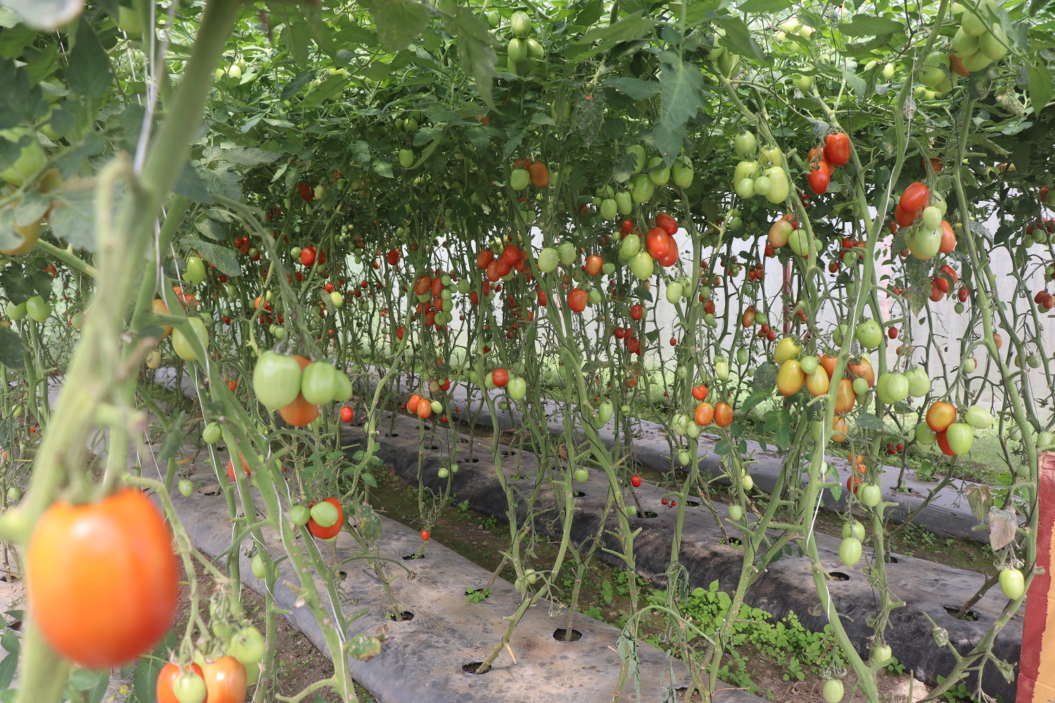 डडुवाका किसान तरकारीखेतीमा : पहिले किनेर खान्थे, अहिले बिक्री गरेर कमाउन थाले   
