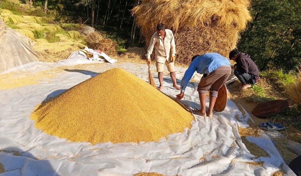 धान थन्क्याउन किसानलाई युवा जनशक्ति पाउनै मुस्किल   