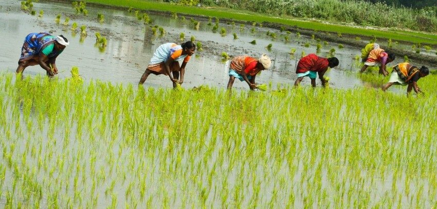देशभर ७८.८४ प्रतिशत भूभागमा धान रोपाइँ