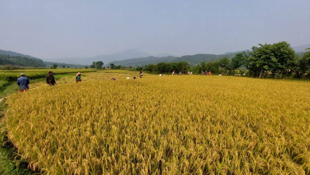 बेमौसमी वर्षाले गोरखाको धानबालीमा क्षति    