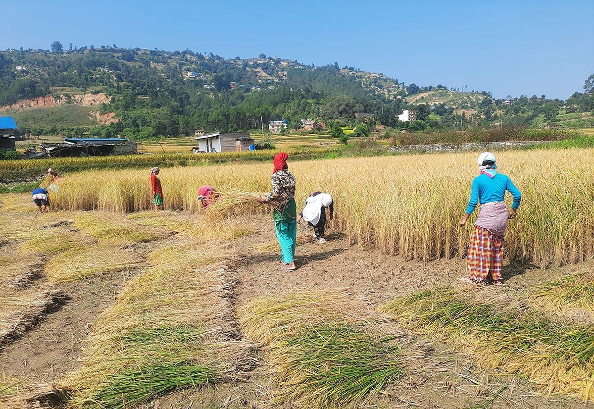 वर्षाले धानबालीमा क्षतिको जोखिम, कात्तिक १५ पछि मात्रै काट्न आग्रह