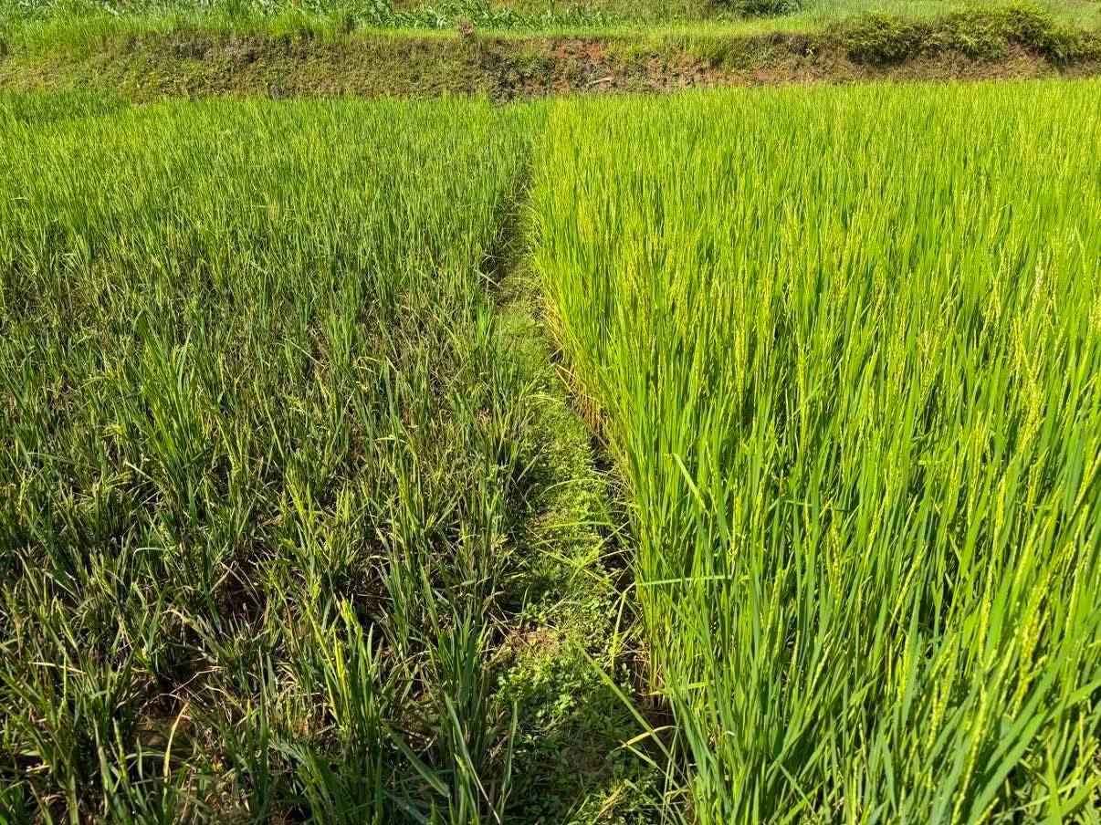 तनहुँमा धानबालीमा मरुवा रोगको समस्या     