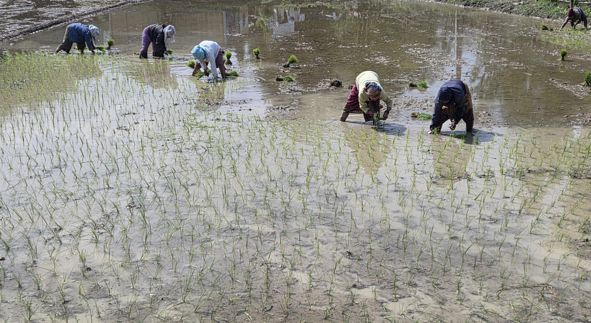 सुनसरीमा चैते धान रोपाइँ   
