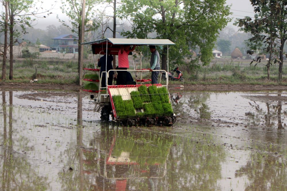 मेसिनबाट धान रोपाइँमा किसानको आकर्षण    