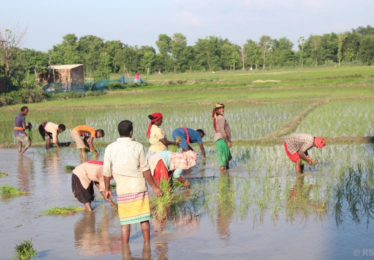 मधेस प्रदेशमा रोपाइँको चटारो, पर्याप्त वर्षापछि किसान उत्साहित    
